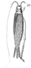 Calyptotrypus helvolus (Serville, 1838): Pl. 18, Fig. 62(1). female. (Otu).
