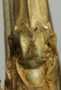 female subgenital plate (lectotypeof Tettigonia lozanoi). Depicts CollectionObject 1535194; 8f577c3e-278b-4bef-96a1-910652fc6339, a CollectionObject.