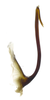 Aedeagus, lateral view on Caetana pulchra Domahovski, Gonçalves, Takiya & Cavichioli, 2019: Male holotype [DZUP]: aedeagus, lateral view. (Observation).