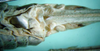 CollectionObject 1502236; 7a7beb02-5b51-4308-ae24-ff49cc10cf30: female subgenital plate (paratype of Poecilimon albanicus). (CollectionObject).