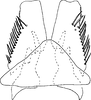 Subgenital plate, ventral view on Xerophytacolus tubuverpus Stiller, 2012: Subgenital plate. (Observation).