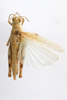 CollectionObject 1528541; 4b890e37-16c7-4ee8-a374-fcf2e2bf35ad: female, dorsal view (holotype). (CollectionObject).