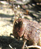 Arphia behrensi Saussure, 1884: Bon Tempe Lake, Marin County, California - May 2009. (Otu).