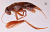 CollectionObject 1538160; c809841c-18cd-422a-b56f-b3290ea49a0c: male, lateral view (holotype). (CollectionObject).