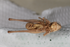CollectionObject 1475708; 19fbc150-81d7-45ba-a036-b7db7fde2400: Male, #1, ventral view (syntype). (CollectionObject).