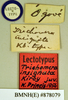 Gyna maculipennis (Schaum, 1853): Lectotype, juvenile, labels. BMNH(E)#878079. (Otu).