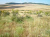 CollectionObject 1591564; c3b95d02-073c-4b09-89fd-6b436ae4e844: BG: S Black Sea coast, Aleksandrovo - Aheloj vills, habitat. (CollectionObject).