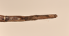 CollectionObject 1559063; 1ab55045-6245-4baf-8805-2651fe1f889e: copyright OUMNH. female: end of abdomen, ventral view of Phasma (Bacteria) coenosum (holotype). (CollectionObject).