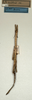 CollectionObject 1559457; NMW 558, 93c666d5-14d5-48af-8514-811677fe6fcb: copyright NMW, Vienna. female juv. of synonym Prisomera histrio (holotype). (CollectionObject).