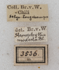 labels (syntype of variety deflorata). Depicts CollectionObject 1565831; NMW 3536, cf27ae09-c655-4804-a959-82d84a4999ec, a CollectionObject.