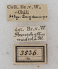 CollectionObject 1565831; NMW 3536, cf27ae09-c655-4804-a959-82d84a4999ec: labels (syntype of variety deflorata). (CollectionObject).