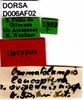 CollectionObject 1575539; 11078090-8a17-4865-9758-968a61ebd8c8, DORSA D006AF02: labels (syntype). (CollectionObject).