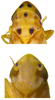 Head on Arboridia (Arboridia) septempunctata Choe & Jung, 2015: Habitus or head. (Observation).