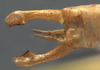 CollectionObject 1505875; f5f0bdb1-f77b-4cc5-8c36-d8d7c727e2a1: male cerci (syntype of Plagiopleura arbustorum). (CollectionObject).