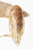 Habitus, dorsal view: !! display not done !! on Xestocephalus pulicarius Van Duzee, 1894: (Observation).