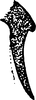 Pygofer appendages on Arboridia (Arboridia) adanae (Dlabola, 1957): Pygofer appendages. (Observation).