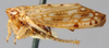 Habitus, lateral view: Amimenus mojiensis, laterally (BMNH). (Observation).