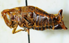 CollectionObject 1498700; 7a89fd7a-e56b-4c03-80b6-015f831b3428: female, lateral view. (CollectionObject).