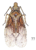 Habitus, dorsal view on Episcius guerinii Spinola, 1839: (Observation).