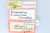 CollectionObject 2765705; 28b68905-c019-4c28-af95-d7f2a55acd68: labels (paratype of Nemobius macdunnoughi). (CollectionObject).