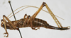 CollectionObject 1539648; 2e85d8d8-a644-4cb5-97bf-2dbbf76a71ee: female habitus, lateral view (syntype). (CollectionObject).;CollectionObject 1539649; 5e308dca-8056-47c1-bdb5-c15e234c7dc5: female habitus, lateral view (syntype). (CollectionObject).