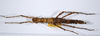CollectionObject 1557793; 4bcf613c-602b-45ed-97af-3558a838294e: copyright ANSP. female, dorsal view (syntype). (CollectionObject).