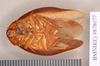 Gyna laticosta (Walker, 1868): Holotype, unsexed, ventral. BMNH(E)#878077. (Otu).