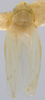 Habitus, dorsal view on Erythridula wyatti Dmitriev & Dietrich, 2009: Habitus (holotype). (Observation).