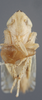 Head on Cosmotettix (Airosius) paludosus (Ball, 1899): Head/Face. (Observation).