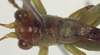 CollectionObject 1504169; 0728e7d2-d896-46e4-992b-1289bcdd262f: male pronotum dorsal (holotype). (CollectionObject).