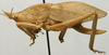 CollectionObject 1535035; 58a6da7f-880e-49a7-873f-36a8f0ccbd8f: female, lateral view (holotype). (CollectionObject).