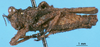 CollectionObject 1507199; f68152e4-2700-4b9b-9f9b-d8cf5c368674: male, left lateral view (syntype). (CollectionObject).