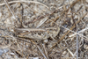 CollectionObject 1578844; 7d660f0b-1e0b-4ef7-83dd-c6e2381eea8b: male (RO: Vadu). (CollectionObject).
