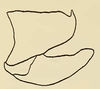 Male genital capsule, lateral view: Male holotype [USNM]: pygofer, valve and subgenital plates, lateral view. (Observation).