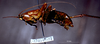 CollectionObject 1503140; 8115cc8d-7147-4be5-9c05-3e6f10653b3f: male, lateral view (holotype). (CollectionObject).