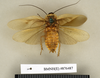 Gynopeltis neavei Shelford, 1909: Copyright Natural History Museum, London. Syntype (adult male) in BM(NH). Dorsal view. (Otu).