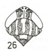 Head on Cumora (Cumora) williamsi (Menezes, 1974): (Observation).