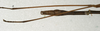 CollectionObject 1557648; NMW 549', 1b3e6462-df57-49d8-9360-be63cf69892e: copyright NMW, Vienna. male: end of abdomen, lateral view of synonym Dixippus appetens (paralectotype). (CollectionObject).