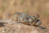 Prionotropis rhodanica Uvarov, 1923: female (France, The Crau). (Otu).