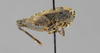 CollectionObject 1523018; 22dea4c9-1308-4f33-a689-c30926d2b058, ANSPtype no. 5217: female, lateral view (holotype). (CollectionObject).