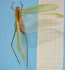 CollectionObject 1542907; DEES MZLQ-I0092', 17874234-cdc3-409d-8863-e44ab1924bd8: male, body dorsal view (syntype of Ctenophorema balneare). (CollectionObject).