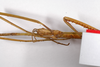 CollectionObject 1557137; b9e8cfd5-2703-4de1-a0f4-5eed5fa3f775: copyright ZMB, Berlin. female: head and upper thorax, ventral view (syntype). (CollectionObject).;CollectionObject 1557138; 5fc68556-22dd-4594-bd84-d4e4150cbe92: copyright ZMB, Berlin. female: head and upper thorax, ventral view (syntype). (CollectionObject).