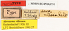 CollectionObject 1558154; 69b0bed6-e90d-4c1d-937a-34a0f55e80fa: copyright MNHN, Paris. female, data labels (lectotype). (CollectionObject).
