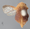 Habitus, dorsal view on Cyphotes bullata (Stål, 1862) now Cyphotes nodosa Burmeister, 1835: (Observation).