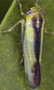 Habitus, dorsal view: Habitus (male). (Observation).