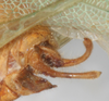 CollectionObject 1532999; ecca8201-7d9b-45dd-aeee-09f71d41b6b2: male cerci, left lateral view. (CollectionObject).