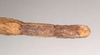 CollectionObject 1559251; 1093c59f-8e59-4f1d-8c45-0ad53cd66496: copyright Natural History Museum, London. female: end of abdomen, ventral view of Dixippus insularis (holotype). (CollectionObject).