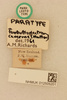 CollectionObject 2069339; 6d886fd4-0cc0-4dc6-b03c-dd3e5b92b455, NHMUK012505201: labels (paralectotype). (CollectionObject).
