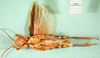 CollectionObject 1502155; e75ae488-6005-4ede-9c84-4f8a575a9ca5: male, ventral view (paralectotype). (CollectionObject).