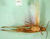 CollectionObject 1502333; 3f526cc4-a9c8-45c6-9a6f-97a862b8be54: female, ventral view (holotype of Anthermus uamicus). (CollectionObject).